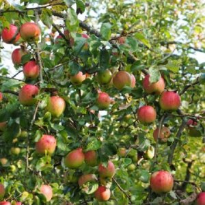 Jabloň domáca (Malus domestica) ´GALA´ - výška 140-160 cm - voľnokorenná